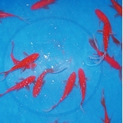 5" Comet Goldfish - 12 ct