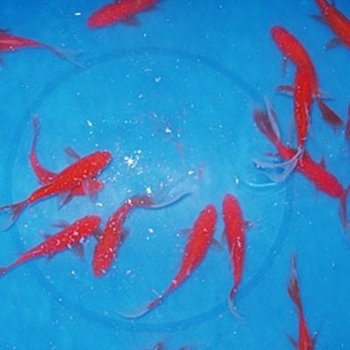 5" Comet Goldfish - 12 ct