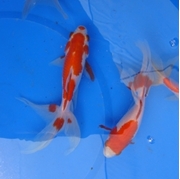 6" Fantail Sarasa Goldfish - 8 ct 