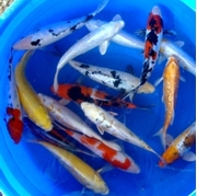 10" Select Koi - 2 ct