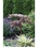 Japanese Maple Fountain