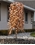 Weeping Elm Fountain