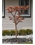 Extra Tall Maple Fountain