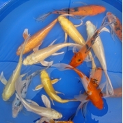 10" Decorative Butterfly Koi - 2 ct