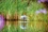 OASE Aquarius Fountain Set 250-1