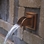 Atlantic Mantova Wall Spout (Copper)