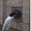 Atlantic Olivett Wall Spout (Bronze/Oval Plate)