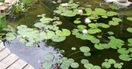 aquatic plants