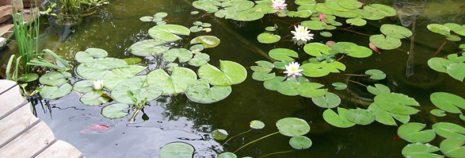 aquatic plants
