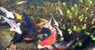 pondlinermall.com for the answers to all your questions about koi ponds.