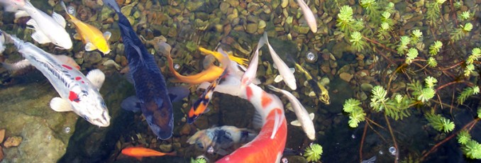 pondlinermall.com for the answers to all your questions about koi ponds.