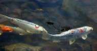pond fish