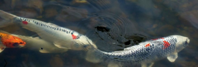 pond fish