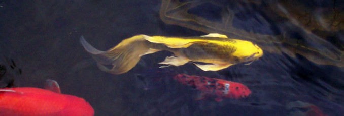 pond fish