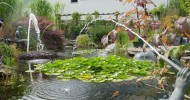 water lilies