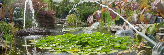 water lilies