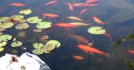 pond fish