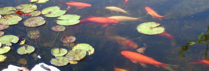 pond fish