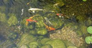 koi pond