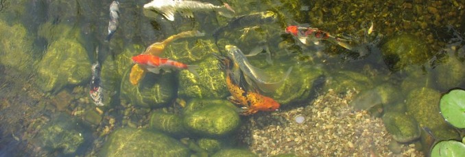 koi pond