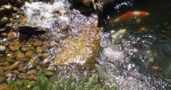 koi pond