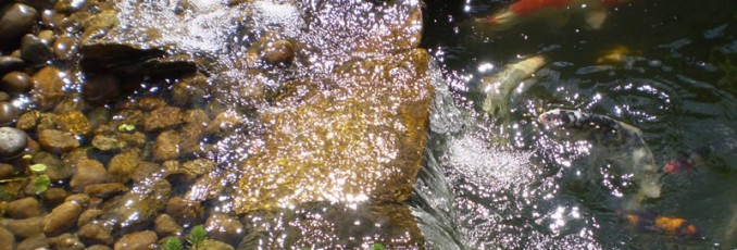 koi pond