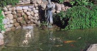 pond water