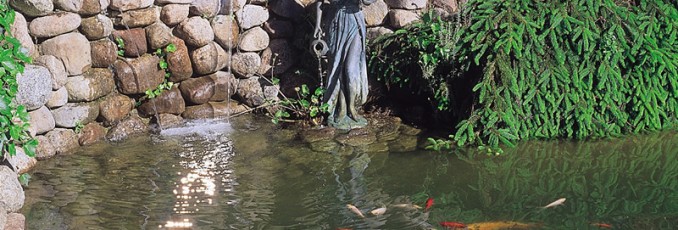 pond water