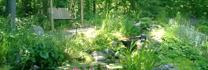 relaxing pond