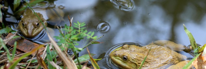 Pond Frogs