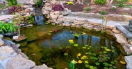 Water Garden
