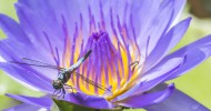 Pond Dragonfly