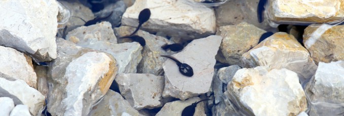 Tadpoles