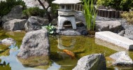 Japanese Water Garden