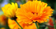 Calendula