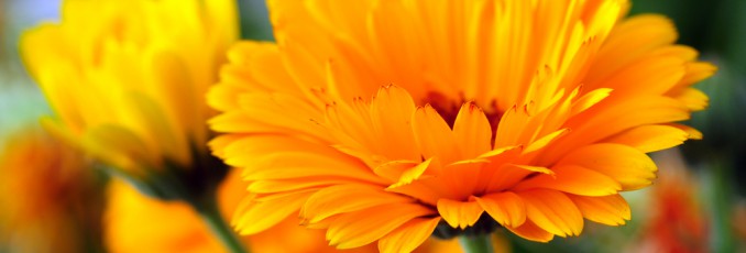 Calendula
