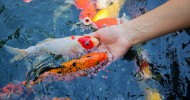All About your Pond’s Ecosystem: Pond Supplies