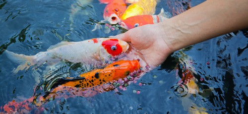 All About your Pond’s Ecosystem: Pond Supplies