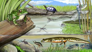 All About your Pond’s Ecosystem: Food Chain