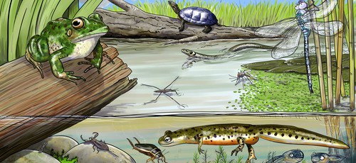 All About your Pond’s Ecosystem: Food Chain